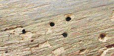 Holes made by mason bees